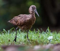 hamerkop dans l'herbe photo