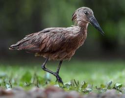 hamerkop dans l'herbe photo