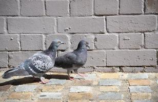 un couple d'oiseaux pigeon marchant sur un trottoir en brique. photo