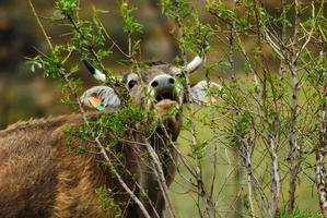 vache qui mange de l'herbe dans un champ photo