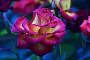 rose fraîche et humide avec des gouttelettes en macro photo