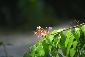 photo de l'apparition de fleurs roses et de feuilles vertes