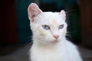chat blanc pur aux yeux bleu turquoise et aux oreilles roses défectueuses photo