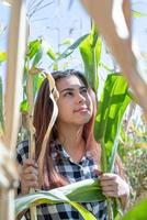 femme caucasienne joyeuse dans la récolte de maïs photo
