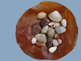 un congé sec brun avec assortiment de petits coquillages sur pierre polie blanche photo
