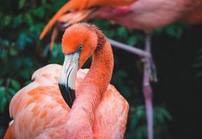 profil latéral flamant rose photo