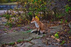 renard assis sur la voie entre les plantes photo