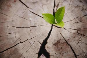 gros plan arbre nouvelle vie anneau de croissance. feuille de plante verte forte poussant sur une vieille souche de bois. espoir d'une nouvelle vie dans le futur environnement naturel, renouveau avec développement des affaires et concept éco symbolique. photo