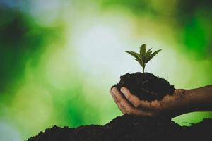 soins des mains sales planter des arbres dans la terre lors de la journée mondiale de l'environnement. jeune petite croissance de nouvelle vie verte sur le sol dans la nature écologique. la personne humaine cultive des semis et protège dans le jardin. notion agricole photo