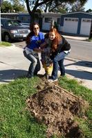 los angeles, 9 février - theresa castilo, jason thompson et emily wilson retirant l'ancien poteau de clôture lors de la journée de construction du ventilateur de l'habitat pour l'humanité du 4e hôpital général au 191 e marker street le 9 février 2013 à long beach, ca photo