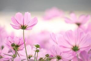 fleurs de cosmos dans le jardin photo