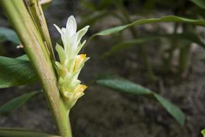 belle fleur de curcuma dans l'arbre du jardin photo