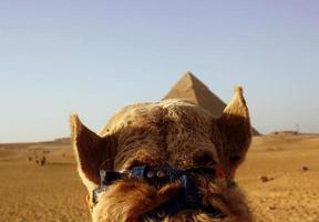 vue de la tête de chameau en Egypte. photo