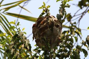 nid de fourmis rouges. photo