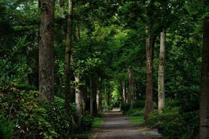 un petit chemin dans le mystérieux cimetière historique de melaten à cologne photo