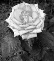 bouquet de fleurs sauvages rose piquante qui fleurit dans le jardin photo