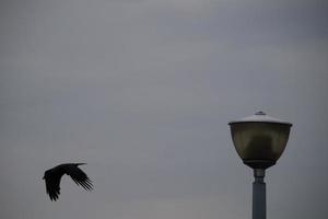 Corneille domestique dans un parc urbain photo