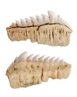 paléontologie. notidanus. dents de requin fossilisées fossiles. isolé sur blanc. photo