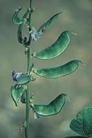 lablab purpureus L., pawata, papilionacées, légumineuses, papilio