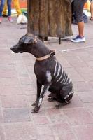 chien d'halloween habillé pour le jour de la fête des morts, habillé comme un crâne de chien, portrait en gros plan d'un chien de race sans poils mexicain nommé xoloitzcuintle photo