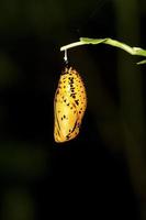 papillon chrysalide photo
