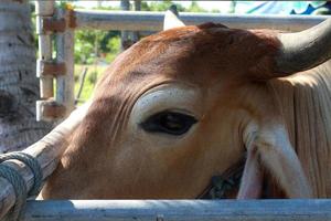 comment les vaches ont inséminé le développement des races bovines locales