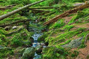 la forêt primitive avec le ruisseau - hdr