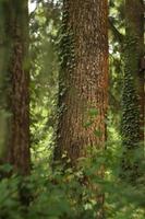 tronc d'arbre épais, mise au point sélective, herbe grimpante, arbre d'arrière-plan flou avec beaucoup de texture dans l'écorce photo