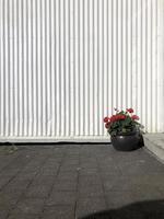 fleurs dans un pot devant un mur blanc photo