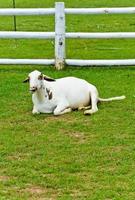 moutons dans un champ vert photo