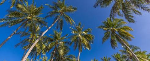 palmiers avec un ciel bleu ensoleillé. paysage naturel d'été exotique, panorama de la forêt tropicale. vue sur la nature de l'île. détente beau paysage panoramique.