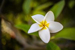 fleur de frangipanier blanc jaune sur fond de feuillage vert. gros plan floral en fleurs, spa, concept de bien-être. motif nature exotique, fleur seule, plante de jardin d'île naturelle paisible et relaxante photo