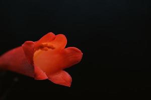 fleur rouge en noir photo