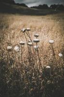 fleurs blanches dans un champ brun photo