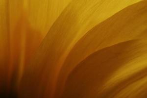 fleur jaune en macro photo