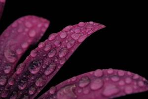 gouttelettes d'eau sur les feuilles des plantes violettes photo