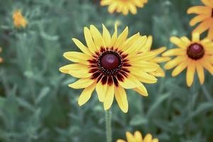 tilt-shift de tournesol jaune photo