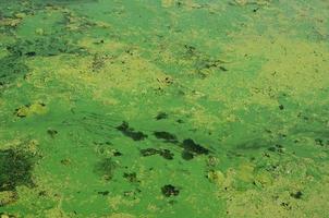 la surface d'un ancien marécage recouvert de lentilles d'eau et de feuilles de lys photo