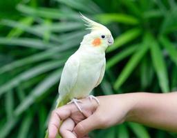 perroquet calopsitte dans le jardin. oiseau pour animaux de compagnie photo