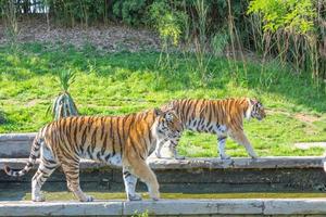 tigre dans un zoo animalier - l'un des plus grands carnivores de la nature. photo