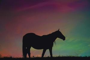 silhouette de cheval dans la campagne et beau fond de coucher de soleil photo