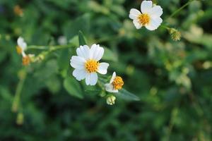 fleurs blanches et jaunes appelées bidens alba photo