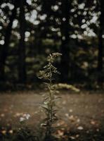 fleurs sauvages dans un champ sombre photo