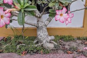 les fleurs de frangipanier ont une texture rose vif naturelle, avec un fond de mur blanc photo