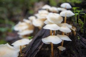 champignon forestier sur bois dans la nature jungle - blanc de champignons sauvages d'automne en plein air photo