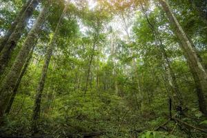 arbre de la jungle verte avec des feuilles vertes et lumière du soleil et détail des plantes nature dans la forêt regarde sous l'arbre - belle vue de dessous jusqu'au sommet de l'arbre photo