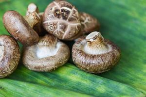 champignons frais sur fond de feuille de bananier - champignons shiitake photo