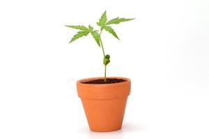 bébé plante poussant dans un pot