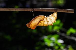 Chrysalide de coquille de papillon oiseau commun photo
