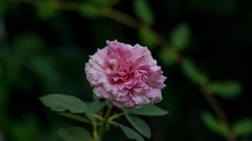 fleur rose qui fleurit dans le jardin photo